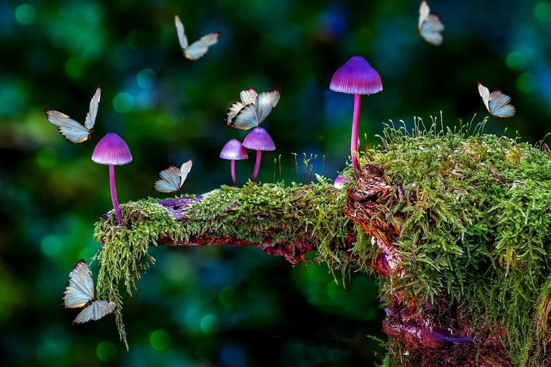 Whimsical Woods