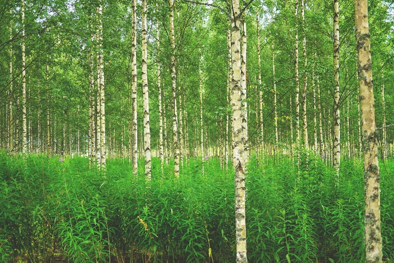 Birch Trees